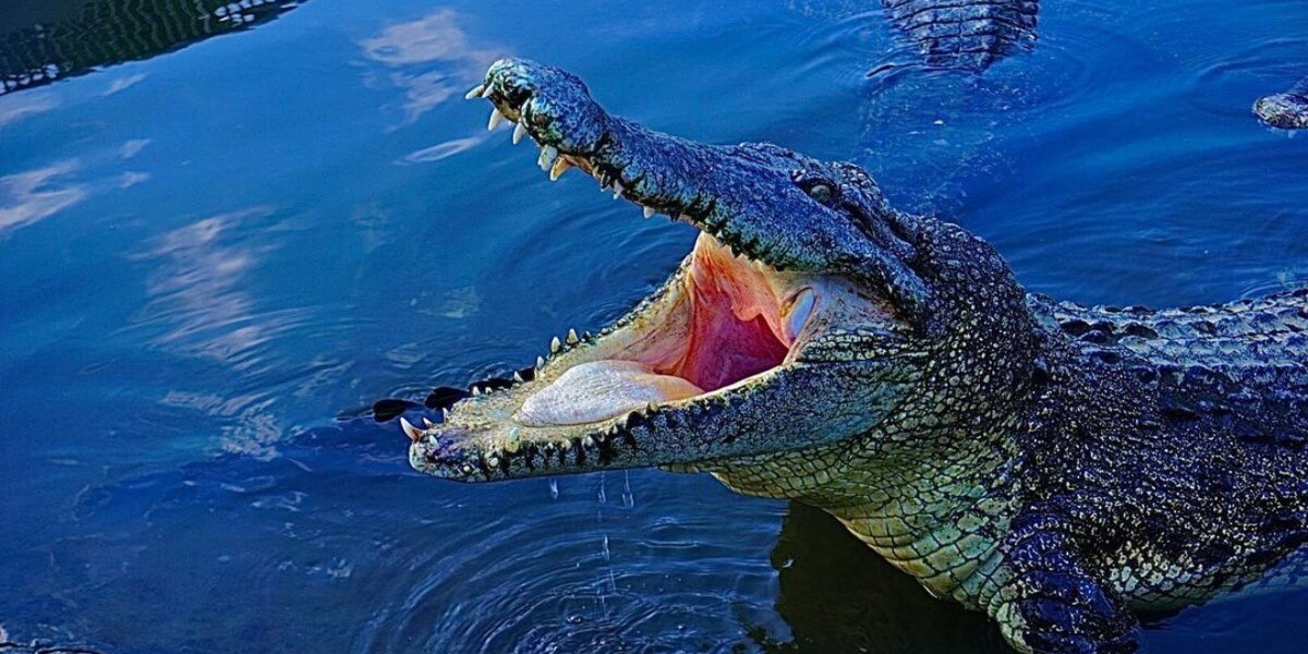 Crocodile