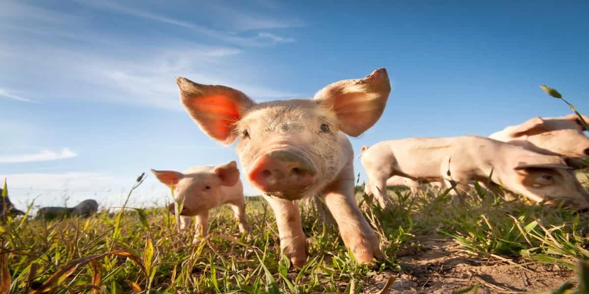 It is Physically Impossible for Pigs to Look Up into the Sky