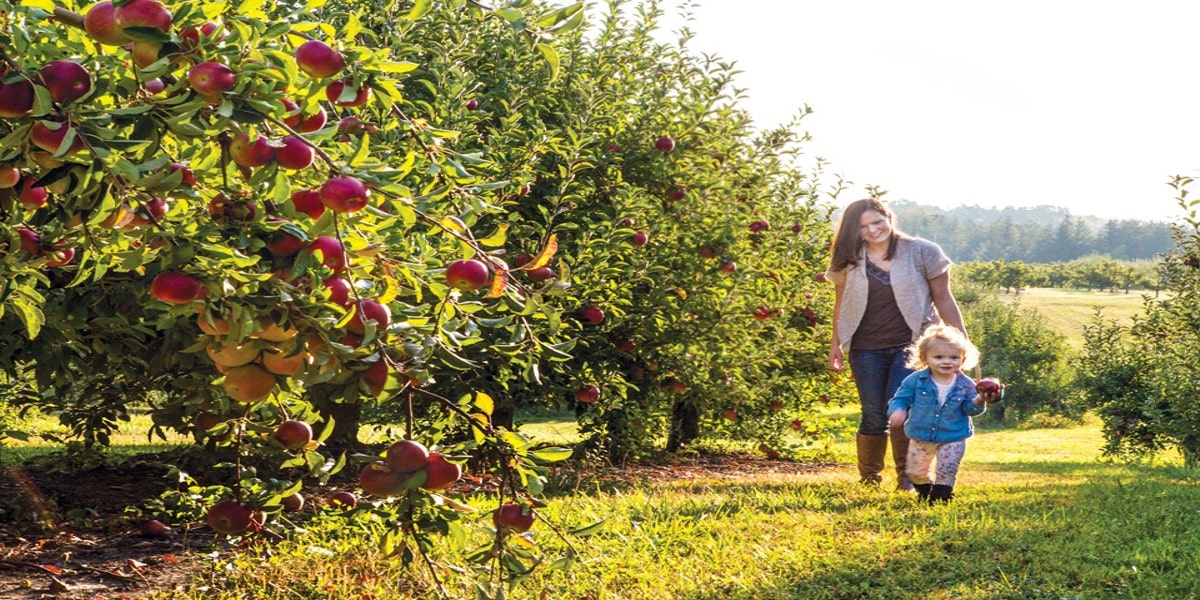 apple fruit tree garden image