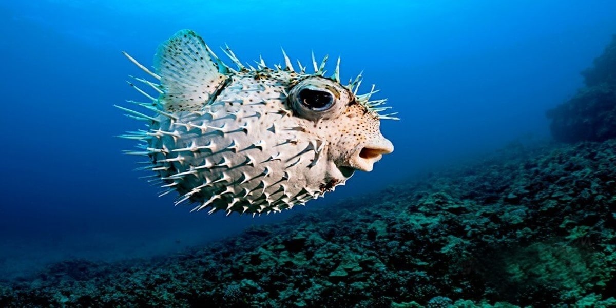 fugu fish image toxic fish image