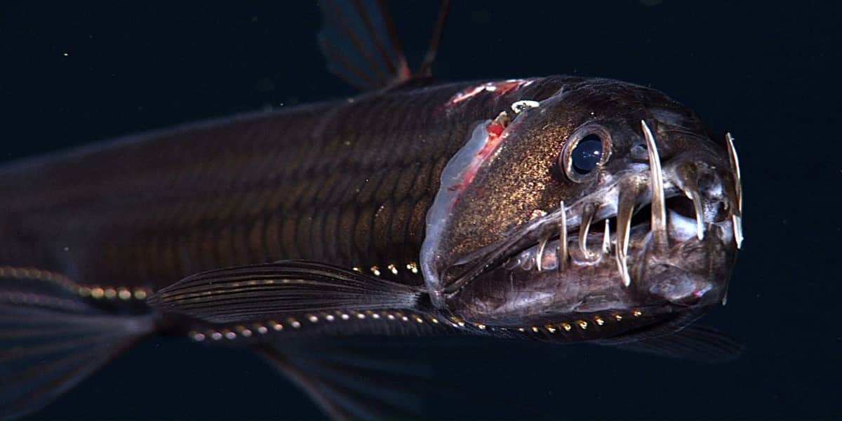 Sloane's viperfish deep sea fish