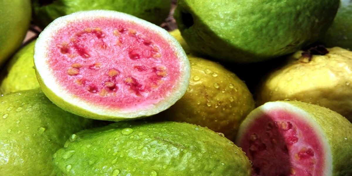 Allahabadi Surkha Guava Allahabad Uttar Pradesh GI Tag