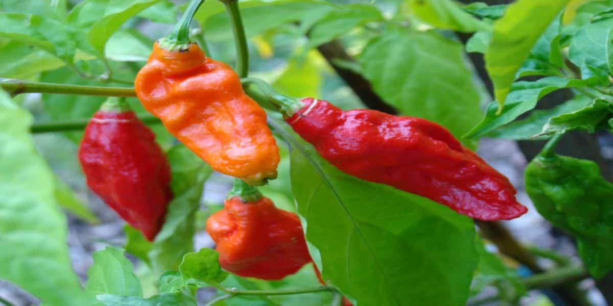 bhut jhalokia chiili mirchi image