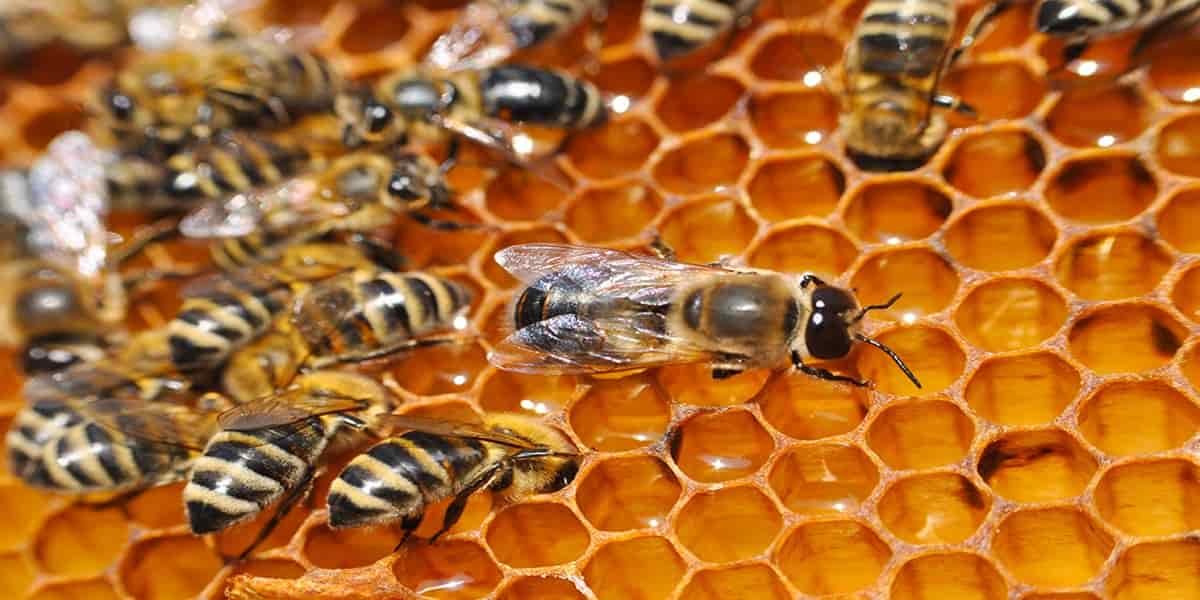 Honey Bee Vomit