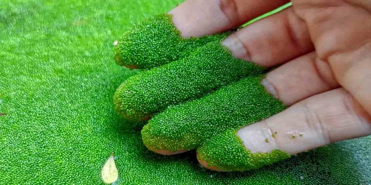 Asian Watermeal: World's Smallest Fruit