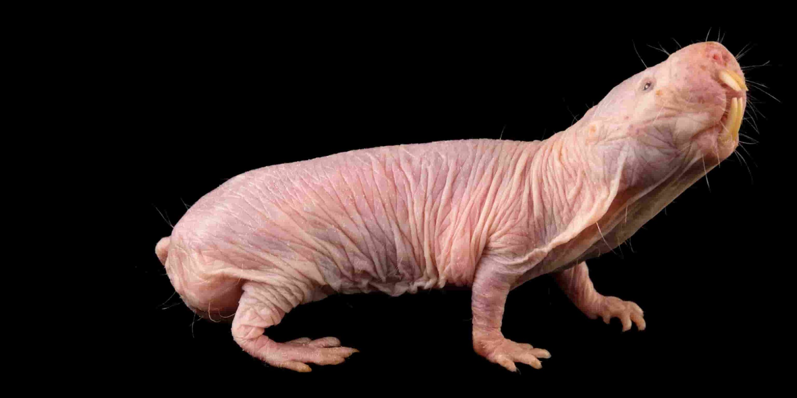 Naked Mole Rat