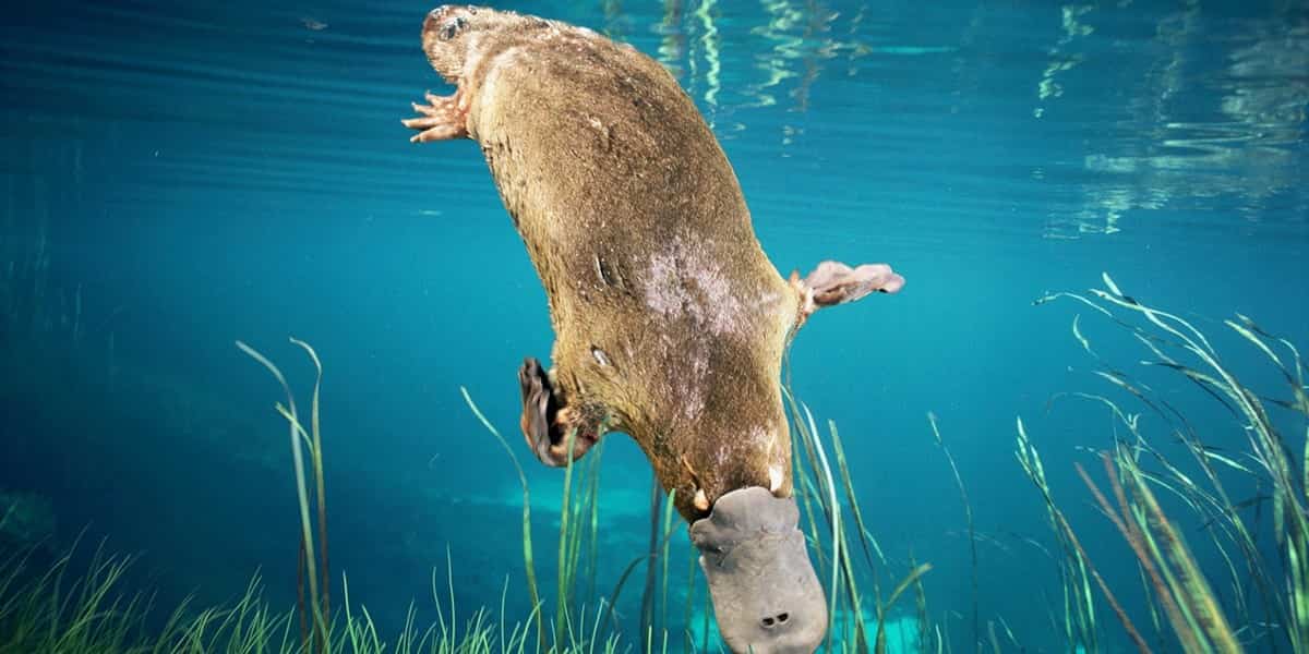 Platypus