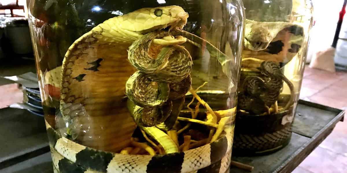 Snake Wine