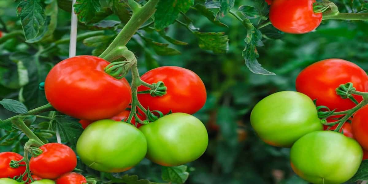 Tomatoes Fruit or Vegetable