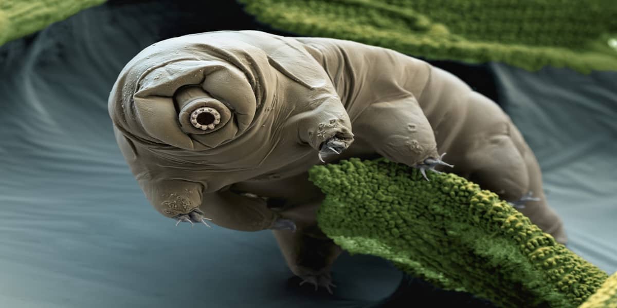 Water Bear