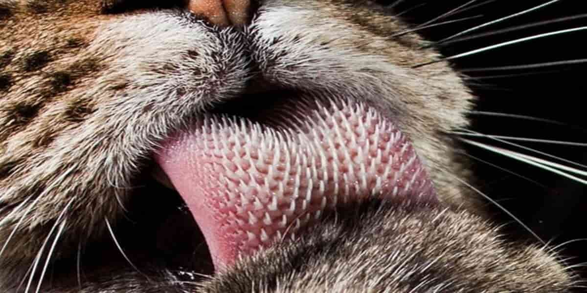 Why are Tiger Tongues So Rough?