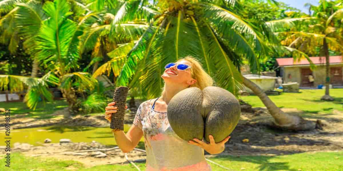 Lodoicea Maldivica (Sea Coconut) : The World's Largest Seed