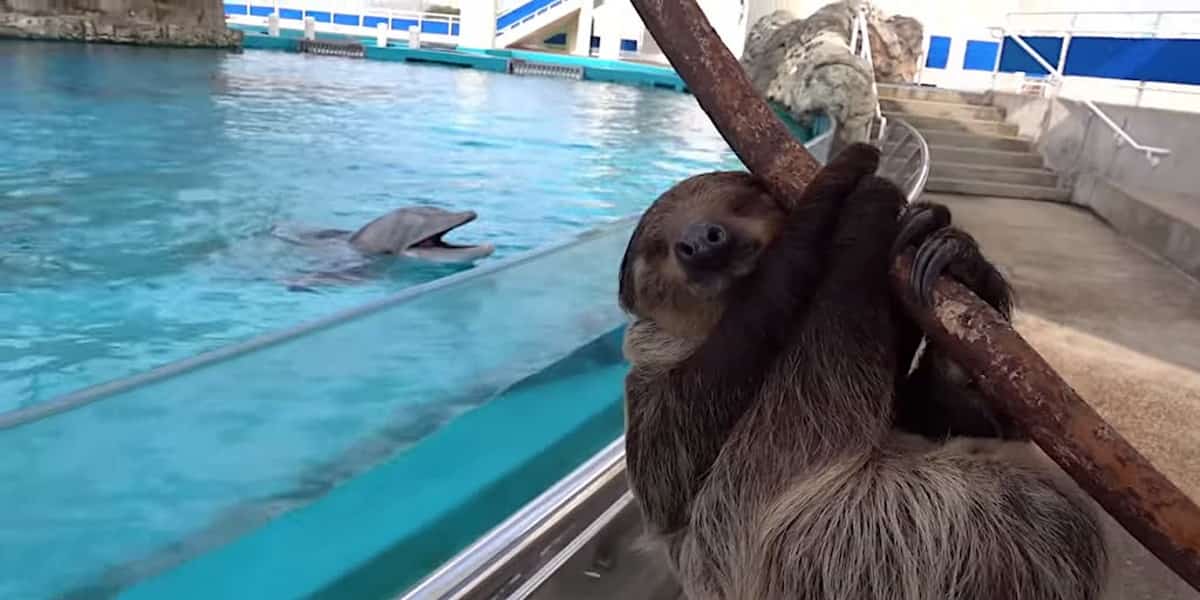 Sloths vs. Dolphins: Who Holds Their Breath Longer?